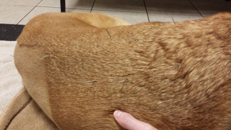 Tripawd acupuncture